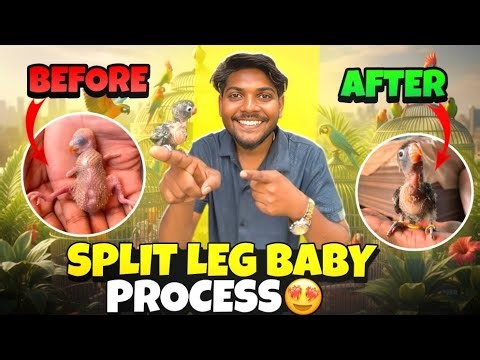 Amazing Transformation! Split Leg Baby Parrot Recovery Journey 😍