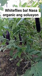 122K views · 1.8K reactions | Whiteflies problem ba! Wala sa mga insecticide ang solusyon. Nasa organic.#talong #eggplant #whiteflies #organic #3GsFoliar #followerseveryonehighlights | Eugeniotv | Facebook