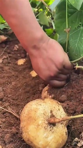 Hands harvest a large round yellow root vegetable from the dark soil