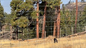Primate chow always tastes best after a long walk. The chimps in Jamie's group often take a stroll around Young's Hill just after lunch. Many will take their chow bags - paper lunch bags filled with primate biscuits that are given out after their fruits, veggies, and nuts - and eat them outside. But Jamie saves hers until she returns to the chimp house. Getting to enjoy your food at the time of your choosing without fear of someone stealing it from you is one of the perks of being the boss. | Ch