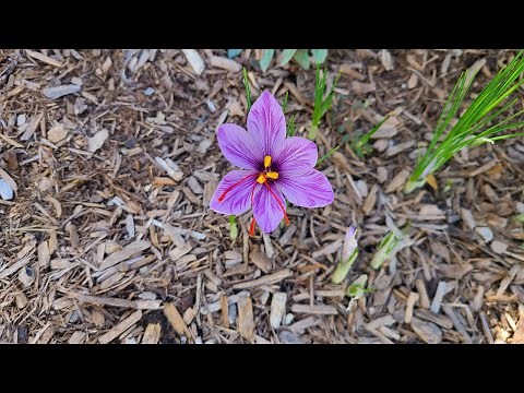 Growing and Harvesting Saffron in Zone 7