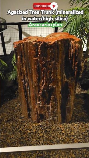 This fossilized tree trunk is WAY older than T. Rex! #fossil #history #paleontology #science