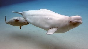Baby Beluga Whales in Canada | Britannica