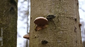 Polypore Bracket Fungus Growing on Bark of Beech Tree in Forest