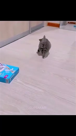 Funny Mirror Reactions of Cute Cats