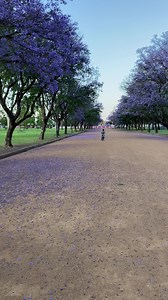 Its Jacaranda season in Australia . #jacarandatree #jacarandapurple | Pamilyang Bisdak sa Australia