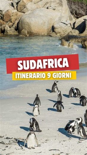 🇿🇦 Sudafrica: il viaggio che ti cambia dentro C'è un momento, durante un safari al tramonto, in cui tutto si ferma. Il sole dietro la savana, il silenzio della natura, i Big Five che attraversano il tuo sguardo. E capisci di essere esattamente dove dovevi essere. Il Sudafrica è questo: emozioni pure. Sei pronto a partire? 👉 Contattaci per richiedere un preventivo su misura! #evolutiontravel #consulenteviaggionline #sudafrica
