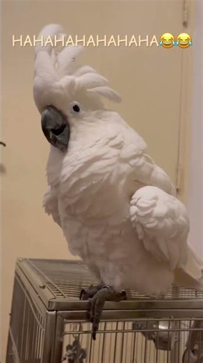 Laughing Cockatoo 😂😂😂