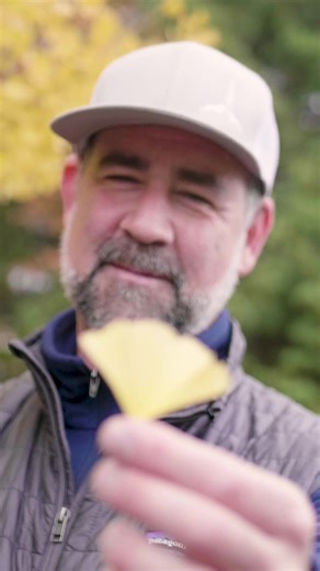 🍂 It's fall at the Olympic Sculpture Park! In this episode of 🍃 Botany with Bobby, 🍃 SAM Landscape and Facilities Bobby McCullough takes a close look at SAM's iconic ginkgo baloba trees and discusses the many uses of their fallen leaves throughout the season. Stay tuned for more episodes of 🍃 Botany with Bobby 🍃 to come! #olympicsculpturepark #seattleartmuseum #botany #plantok