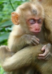154K views · 3.6K reactions | Trillions sad baby monkey today! sadness baby monkey is try to calling her mom with hurt and cool... | Jane Family | Facebook