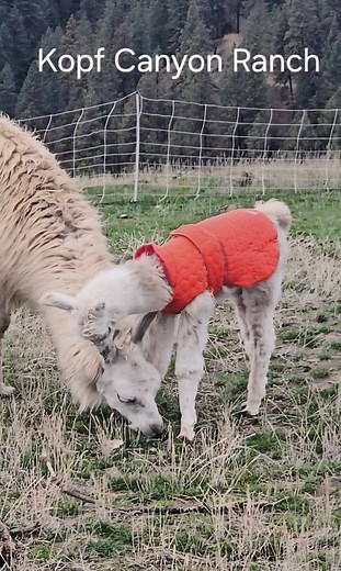 12K views · 462 reactions | The Adventures of Meep Is Meep imprinted? No...she knows she is a llama, and that Daisy is her mama, she just has a strong affection for a few people. #babyllamaupdate #theadventuresofmeep #kopfcanyonranch #meep #babyllama #cria | Kopf Canyon Ranch, LLC - Kiko Goats in Idaho | Facebook
