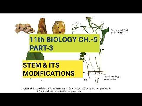 Class 11 Biology|Ch.-5 |Part-3||Stem & its modifications||Study with Farru