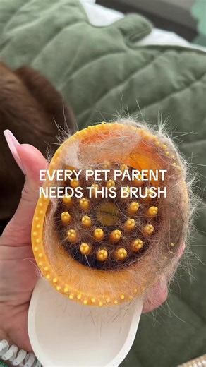 The Best Brush for Cats: A Must-Have for Pet Parents