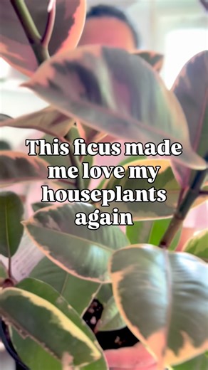 Michelle | Home & Garden on Instagram: "I can’t believe it’s been almost four year since I brought this ficus Tineke home from the grocery store! 🌿 The last few years has been filled with so many ups and downs but the ficus has always bounced back! Every time I see it in the corner of my kitchen, I’m reminded of how far we’ve both come, and it inspires me to keep growing! 🪴✨ #HouseplantJourney #PlantGrowth #IndoorJungle #PlantInspiration #PlantParentLife #happyhouseplant 🌿"