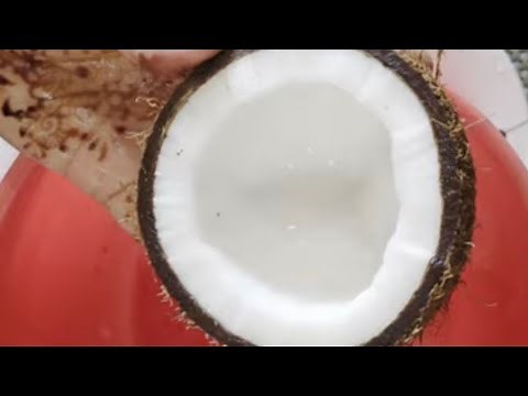 ✨ Easy Tricks to Break a Coconut | Simple & Hassle-Free Method