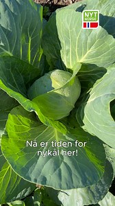 795 reactions · 35 shares | - Når den norske nykålen nå entrer markedet håper og ønsker jeg at forbruker er bevisst og velger norsk og kortreist - fra norske bønder, sier kålprodusent Anders Hørthe  | Nyt Norge | Facebook