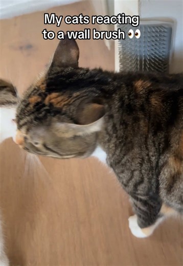 Cats Reacting to Wall Brush: Hilarious Reactions