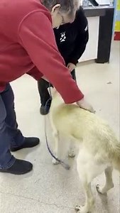 960K views · 10K reactions | Annie is a 10 year old dog that has been...