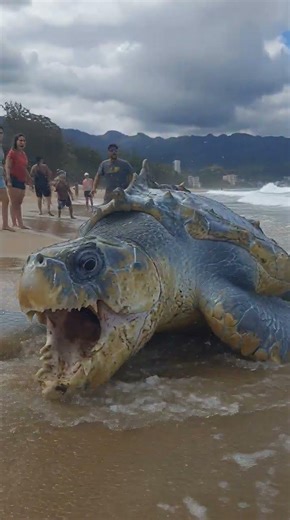 The leatherback turtle suddenly thrashes violently !
