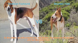 American Foxhound vs. Mountain Feist: A Breed Comparison