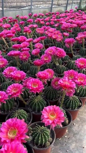 Breathtaking Cactus Flower Blooming! 🌸✨