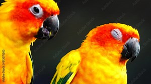 4K The sun parakeet beautiful colours of yellow orange and red (Aratinga solstitialis) also known as the sun conure in thailand.
