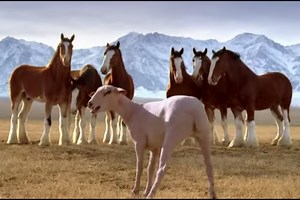 "Streaker" Invades 'The Big Game' in Budweiser's Hilarious Ad