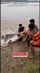 Rescue From a Monster Catfish Gone Wrong#viral #fyp #catfishattack