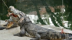 Crocodile Tormenting Prey Crocodile Eating Meat Stock Footage Video (100% Royalty-free) 1008555526 | Shutterstock
