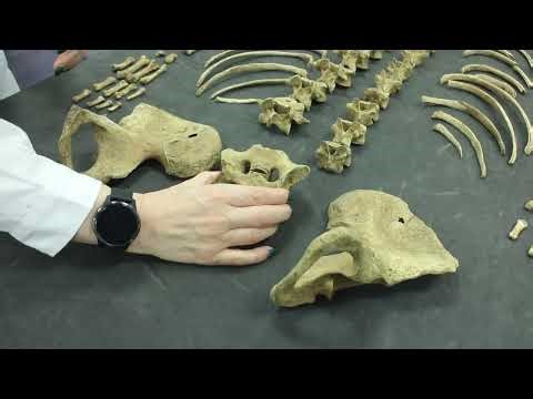 Biological Anthropology at University of Lancashire
