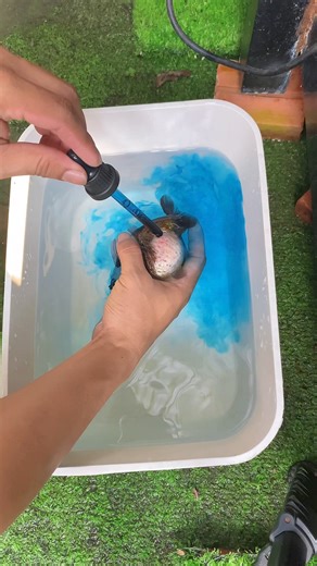 871K views · 5K reactions | Ai biết phương pháp nào hay hay không ạ | THẾ TRIỀU GUPPY FARM | Facebook