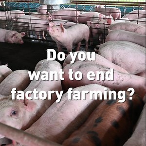 3.8K views · 1.2K reactions | Factory farming is destructive, toxic and bad for the planet. Sign our petition calling for an end to this farming practice: https://bit.ly/3BiD9Wc | Greenpeace UK | Facebook