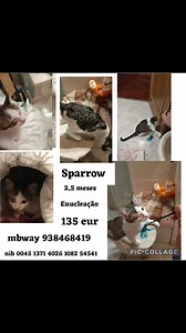 1.3K views · 46 reactions | Amigos, o bebé Sparrow chegou a nós com...