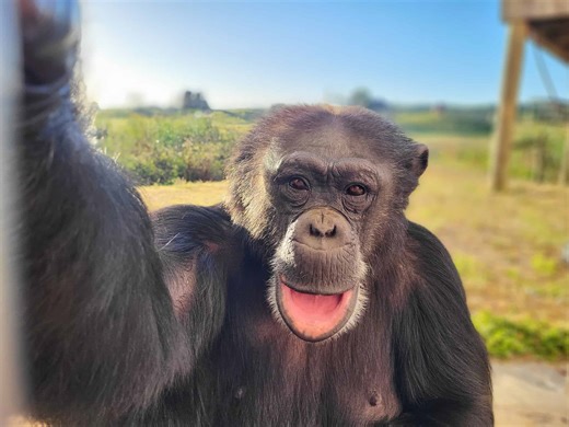 They Sued the Air Force and Won. Now These Chimps Get a Second Chance.