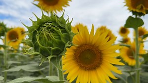 向日葵 花朵 植物 - Free video on Pixabay