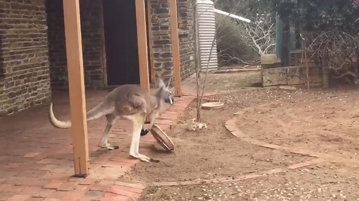 214K views · 2.6K reactions | This little one is a bit hangry don't you think?! ​ ​ More from Landline: https://bit.ly/LandlineABC ​ Watch Landline on iview: https://bit.ly/LandlineABCiview ​ ​ Andy the rescued and handraised orphaned kangaroos at the WILDLIFE SA INCORPORATED | ABC Landline | Facebook