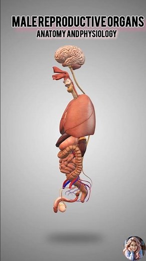 Male Reproductive Organs || Anatomy And Physiology || 3D Animation ||#nursing #anatomyandphysiology