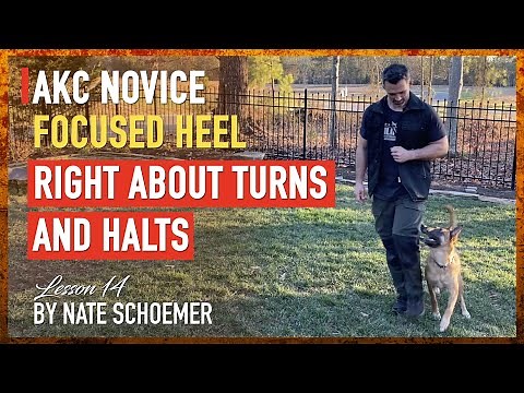 Become a Top Contender in the AKC Novice with These Insider Techniques!