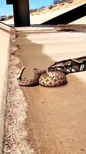 Rattlesnake’s Rattle Meets a Python’s Calm They Get Too Close — Still No Bite 😮🐍🤯 | Riteek Kashyap