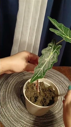 alocasia propagation #plants #garden