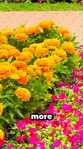 🚧 Traffic island tidy up!🚦 Hamilton is transforming 17 tough-to-maintain traffic islands with concrete to improve road safety. 🌺 The initiative will allow our road crews to focus on the city’s colourful roundabouts and traffic islands that showcase Hamilton as a green city. Hamilton continues to shine! 🌳🛣️ | Hamilton City Council