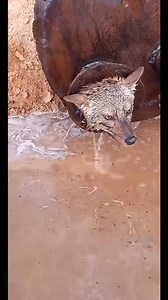 Incroyable !! Mais vrai : un animal extraordinairement étrange fait son apparition dans un tuyau d’eau 😨 | SUD COMOÉ