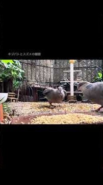 キジバトが親子で登場！