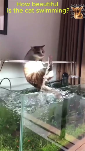 How beautiful is the cat swimming?😁🤣😂😁