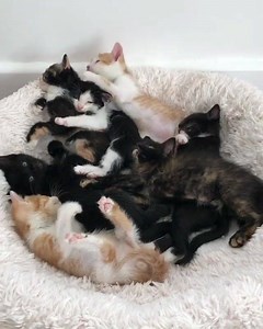 Black & White Cat on Reels