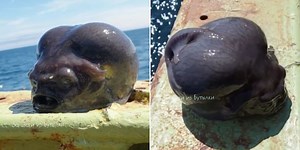 Seltene Tiefsee-Art - Alien-Kopf aus dem Meer gefischt? Angler zeigt furchterregenden Fang im Video
