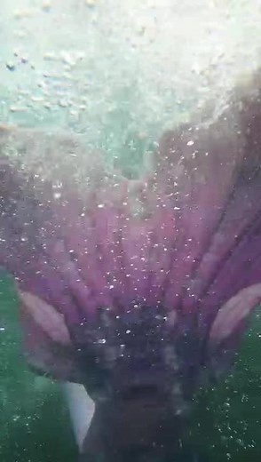 Happy new year! This is one of my best memories from 2022 swimming through the kelp the weekend i became a certified SSI ocean mermaid 🧜🏻‍♀️ much love to everyone 🤎 filmed by the wonderous and magical @MischieftheMermaid #mermaids #mermaid #mermaidtail #mermaidhair #merfolk #shorts #magic #ocean #bluemind #ukmermaids #mer #cornwall #kernow #loveandlight #mermaidsoftiktok #happynewyear