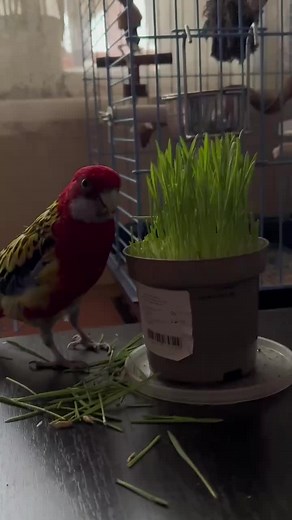 #parrot #easternrosella #papaya #попугай #розелла
