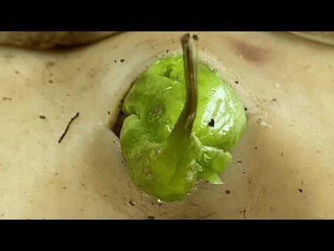 DR LEE’S ULTIMATE ZITPOPPER Poke, Pick, Prick, and Prod a Pimple, Pedicure M56597