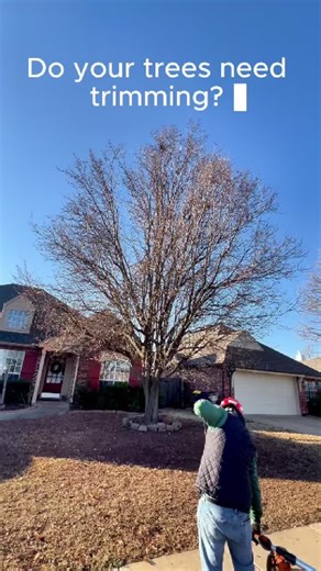 Do your trees need trimming? (918) 986-5824 #treetrimmimg #treeservice #tulsa #oklahoma #usa